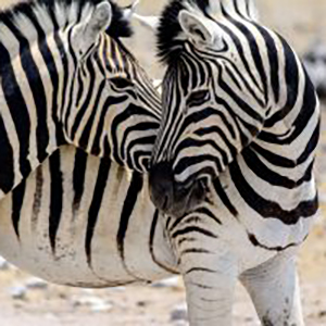 16614545934_0526d3f63b_k-300x200