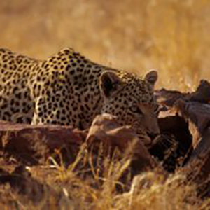 A-africa-namibia-Large-Large-300x196