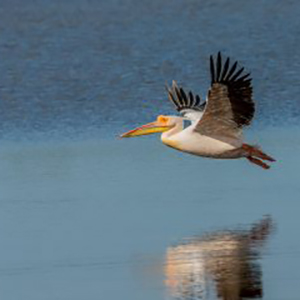 bird-wing-pelican-seabird-mystery-reflection-268075-pxhere.com_-300x240