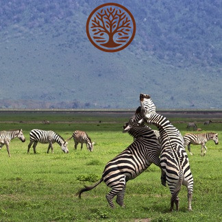 TANZANIA SELVAGGIA: SERENGETI E NGORONGORO 6 GIORNI / 5 NOTTI – PARTENZE GARANTITE 2025