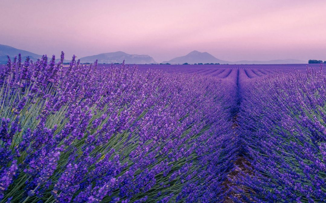 PROVENZA: SULLE ORME DI VAN GOGH E LA LAVANDA IN FIORE 4 GIORNI / 3 NOTTI – GRUPPI CHIUSI SU RICHIESTA