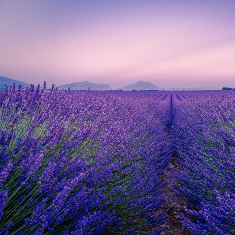 PROVENZA: SULLE ORME DI VAN GOGH E LA LAVANDA IN FIORE 4 GIORNI / 3 NOTTI – GRUPPI CHIUSI SU RICHIESTA