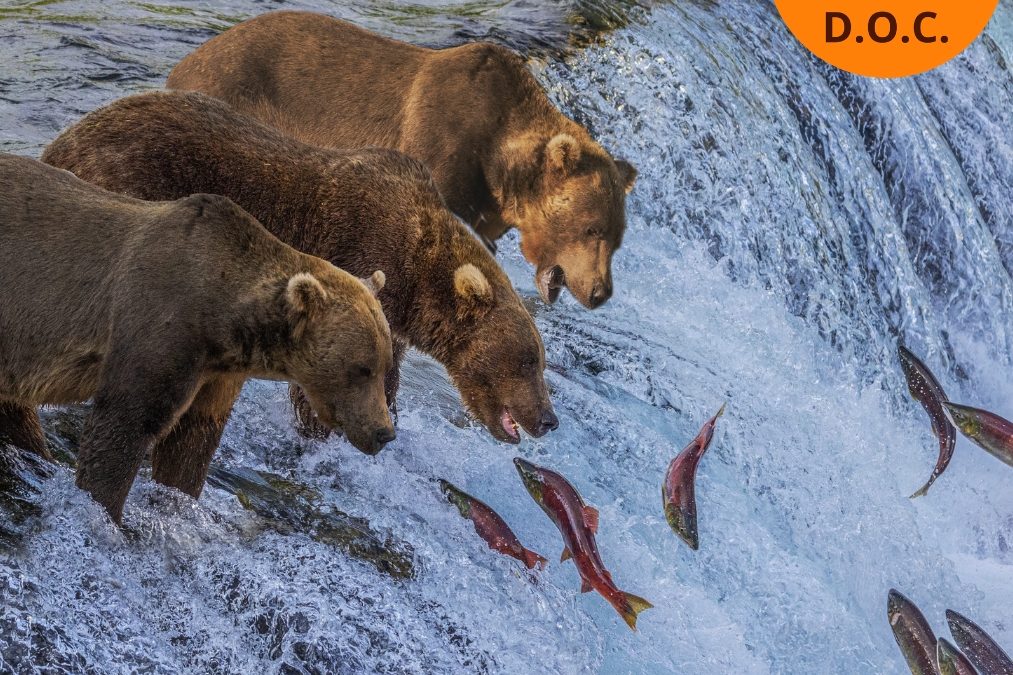 INTO THE WILD: ALASKA DAL 10 AL 19 LUGLIO 2027 CON ACCOMPAGNATORE