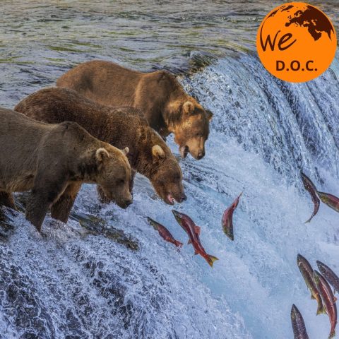INTO THE WILD: ALASKA DAL 10 AL 19 LUGLIO 2027 CON ACCOMPAGNATORE